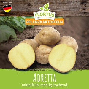 Pflanzkartoffel Adretta (mittelfrüh, mehlig kochend)