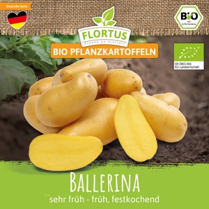 BIO Pflanzkartoffel Ballerina (sehr früh – früh, festkochend)