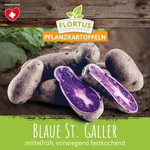 Pflanzkartoffel Blaue St. Galler (mittelfrüh, vorwiegend festkochend)