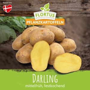 Pflanzkartoffel Darling (mittelfrüh, festkochend)