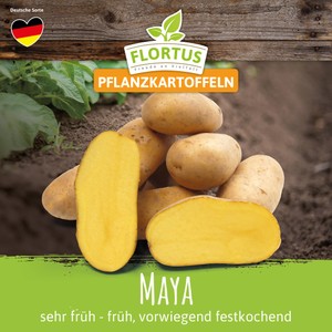 Pflanzkartoffel Maya (sehr früh - früh, vorwiegend festkochend)