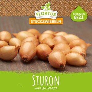 Steckzwiebel Sturon Steckzwiebel Sturon
