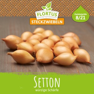 Steckzwiebel Setton Steckzwiebel Setton