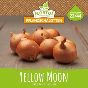 Pflanzschalotte Yellow Moon