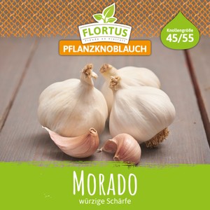Pflanzknoblauch Morado