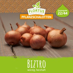 Pflanzschalotte Biztro