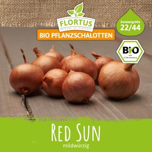BIO Pflanzschalotte Red Sun
