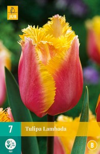 Tulpe Lambada (7 Stück)