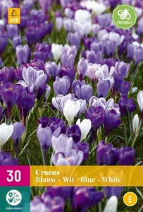 Krokus Blauw-Wit (30 Stück)