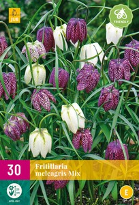 Fritillaria meleagris Mix (30 Stück)