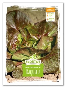 Winterkopfsalat Baquieu
