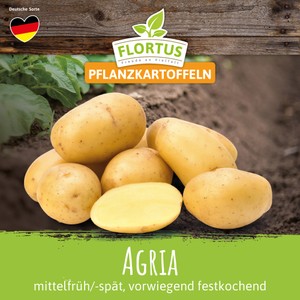 Pflanzkartoffel Agria (mittelfrüh/-spät, vorwiegend festkochend)