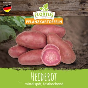 Pflanzkartoffel Heiderot (mittelspät, festkochend)