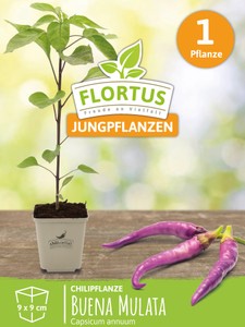 Chilipflanze Buena Mulata