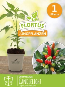 Chilipflanze Candlelight