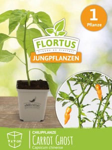 Chilipflanze Carrot Ghost