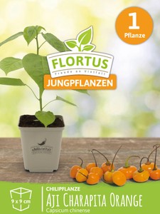 Chilipflanze Aji Charapita Orange