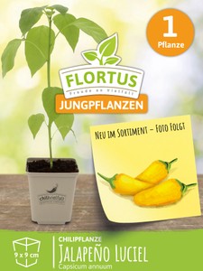 Chilipflanze Jalapeno Luciel