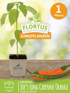 Chilipflanze Joe's Long Cayenne Orange
