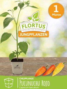 Chilipflanze Pucunuchu Rojo