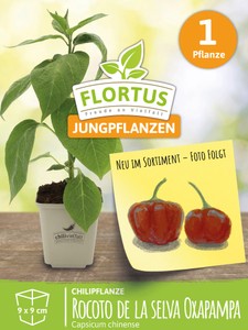 Chilipflanze Rocoto de la selva Oxapampa