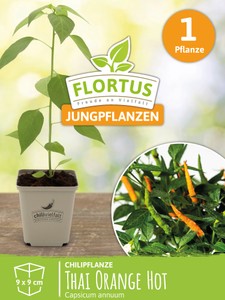 Chilipflanze Thai Orange Hot