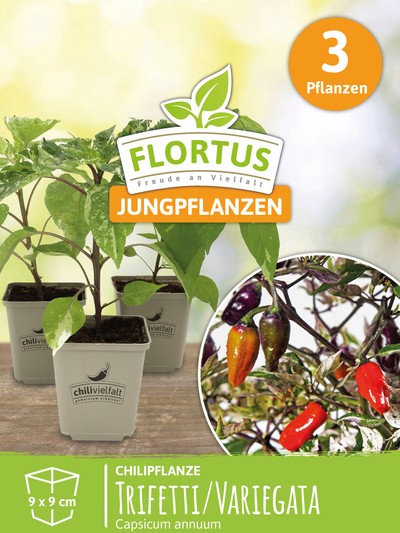Chilipflanze Trifetti / Variegata | Chilipflanzen von FLORTUS