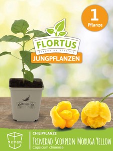 Chilipflanze Trinidad Scorpion Moruga Yellow
