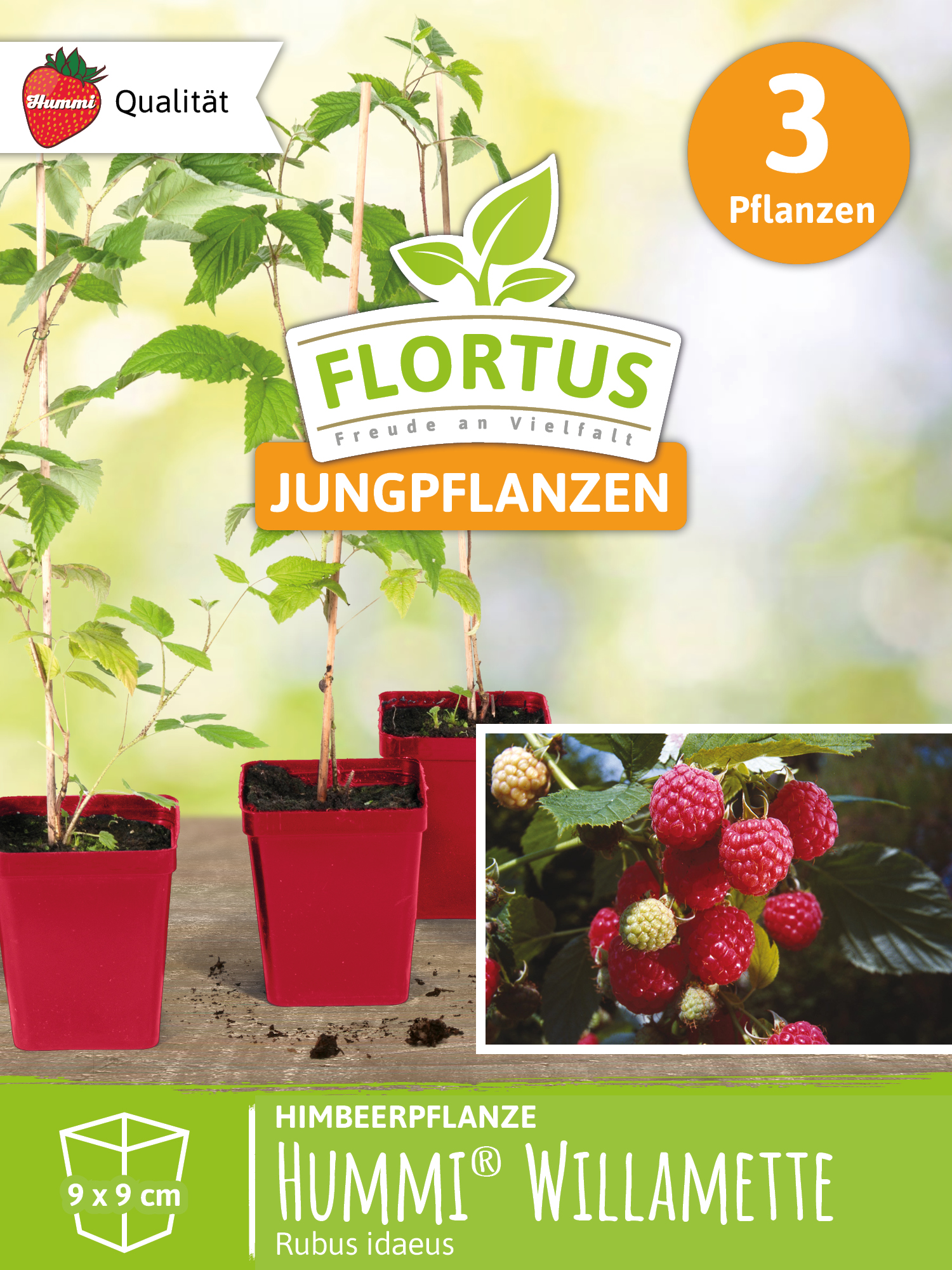 Himbeerpflanze Willamette | Himbeerpflanzen von FLORTUS