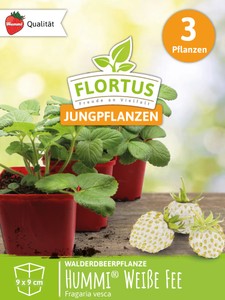 Walderdbeerpflanzen Hummi® Weiße Fee