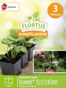 Erdbeerpflanzen Hummi® KletterToni Erdbeerpflanzen Hummi® KletterToni