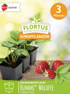 Walderdbeerpflanzen Hummi® Waldfee Walderdbeerpflanzen Hummi® Waldfee