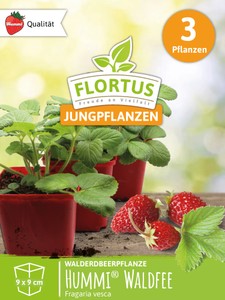 Walderdbeerpflanzen Hummi® Waldfee