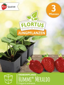 Erdbeerpflanzen Hummi® Meraldo Erdbeerpflanzen Hummi® Meraldo