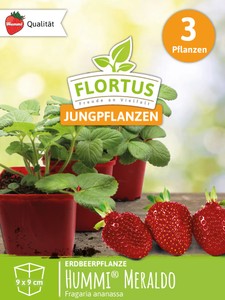 Erdbeerpflanzen Hummi® Meraldo