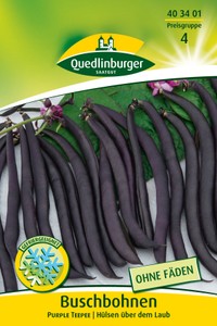 Buschbohne Purple Teepee