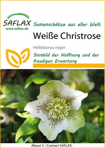 Weiße Christrose