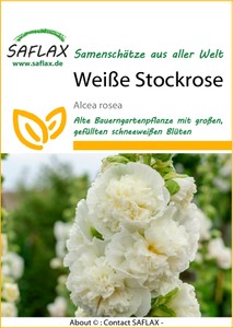 Weiße Stockrose