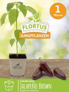 Chilipflanze Jalapeno Brown