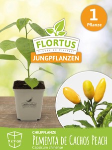 Chilipflanze Pimenta de Cachos Peach