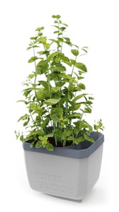 HERBS BUDDY Kräutertopf hellgrau
