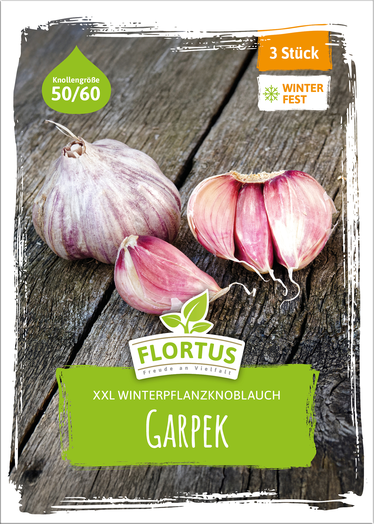 XXL Winterpflanzknoblauch Garpek | Pflanzknoblauch von FLORTUS