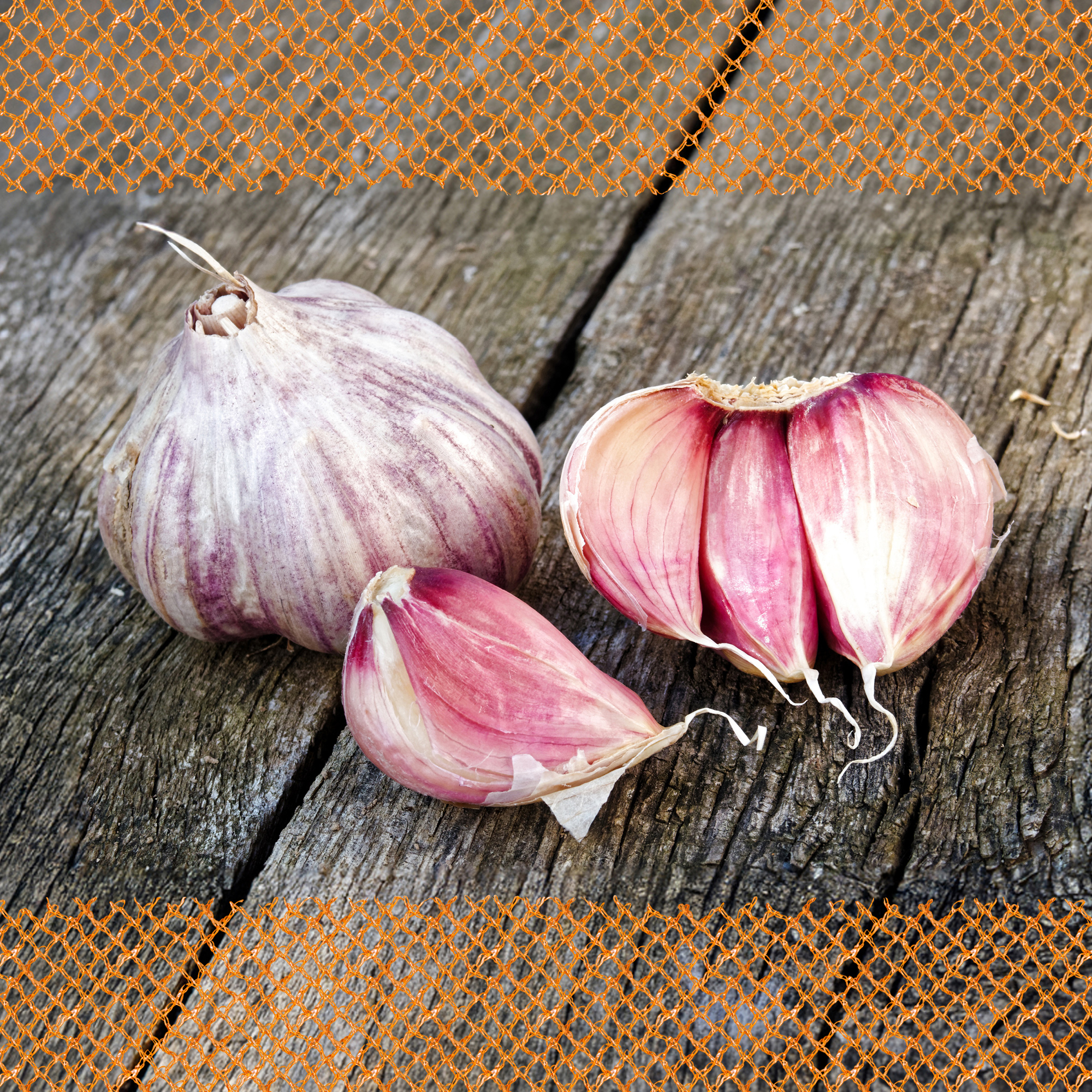 XXL Winterpflanzknoblauch Garpek | Pflanzknoblauch von FLORTUS