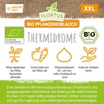 FLORTUS BIO Winterpflanzknoblauch Rustisem - 3 Knollen 50-60mm Winterhart