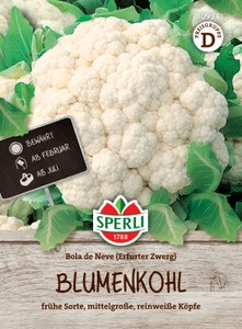 Blumenkohl Erfurter Zwerg