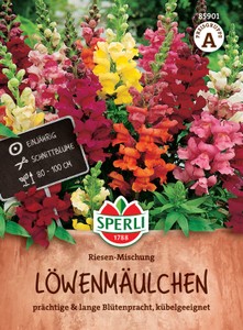 Löwenmaul Riesen Mischung
