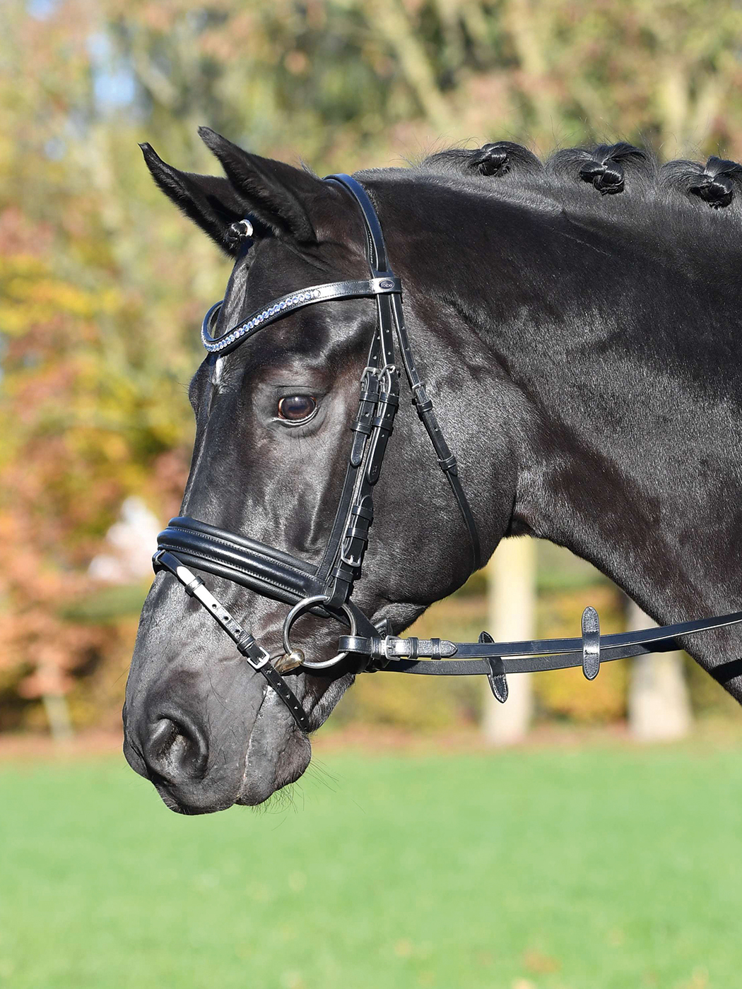 Trense COMFORT in schwarz und braun | Reitsport Jackl - Schabrackeria - Zubehör für Pferd ...
