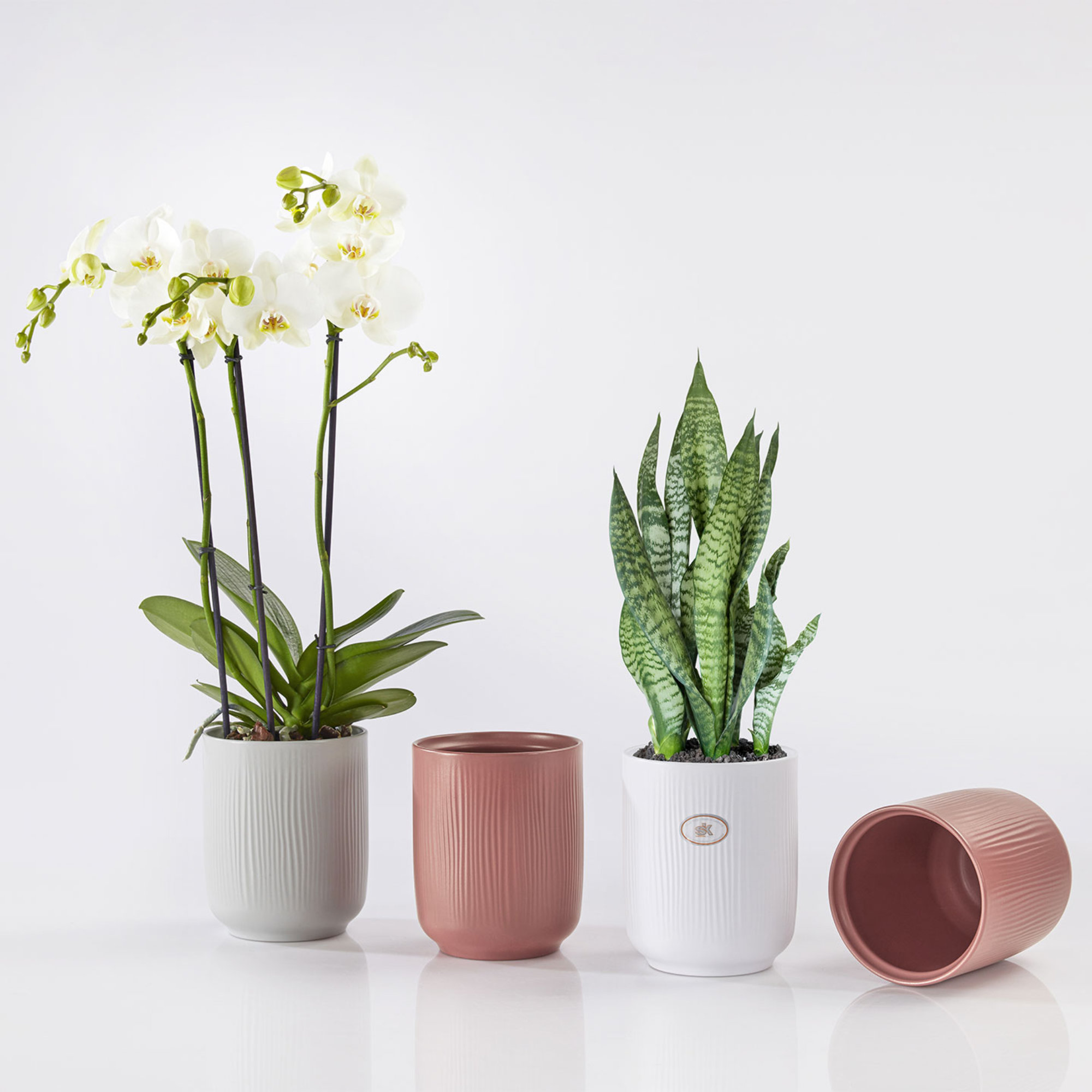 Orchidee