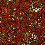 Jersey Große Blüten und Leospots auf Blutorange