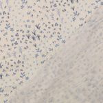 Bomulds-musselin - Double Gauze digitaltryk botanisk uldhvid blå